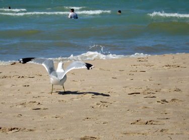 a seagull at Lake Michigan