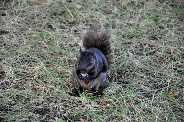 A black/gray squirrel