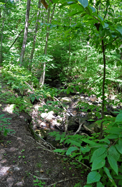 trail at Miller Forest Tract at Peaked Mountain