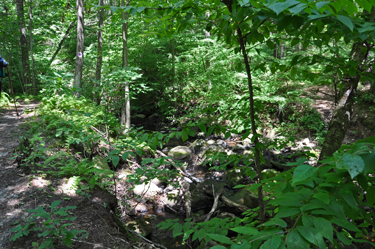 trail at Miller Forest Tract at Peaked Mountain