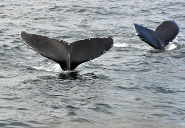 2 whale tails