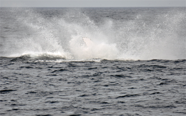 whale splash