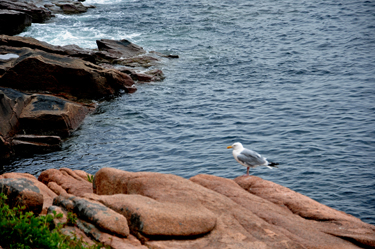 a seagull at Acadia National Park