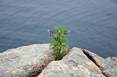 wild flowers in the cliffs