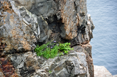 wild flowers in the cliffs