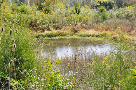a pond in the JSP garden