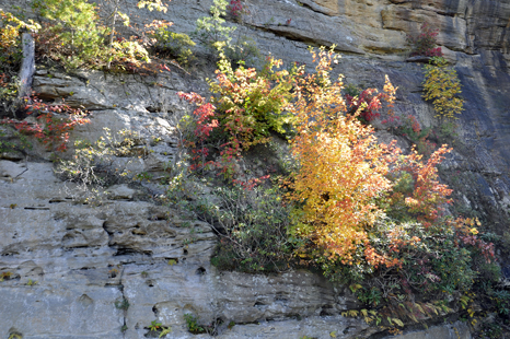 Closeup of the beautiful fall colors
