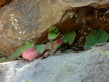 flowers and leaves in the crevice