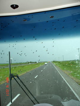 Love Bugs on the window of the two RV Gypsies' RV