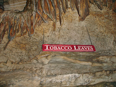 Tobacco Leaves at Ruby Falls