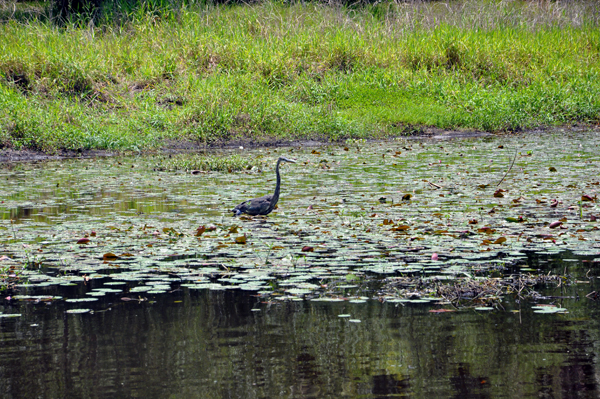 bird at Myakka River State Park