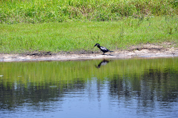 bird at Myakka River State Park 