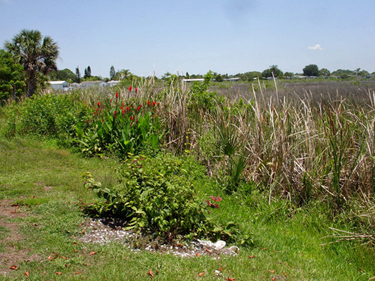 the marsh behind the two RV Gypsies' motorhome