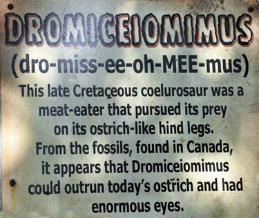Dromiceiomimus at Dinosaur World