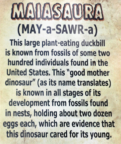 Maiasaura Dromiceiomimus at Dinosaur World