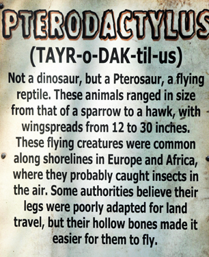 Pterodactylus at Dinosaur World