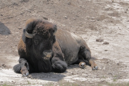 a really big buffalo at Theodore Roosevelt National Park