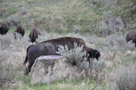 lots of buffalo at Theodore Roosevelt National Park