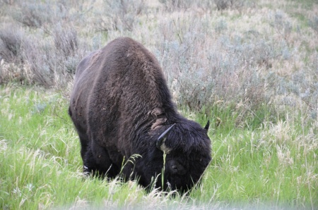 buffalo at Theodore Roosevelt National Park