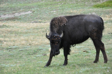 buffalo at Theodore Roosevelt National Park