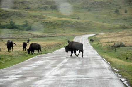 buffalo crossing the street