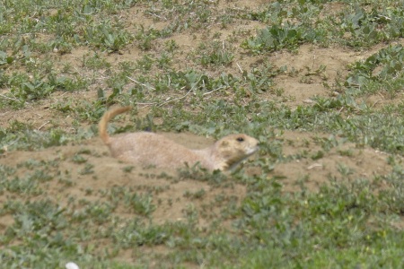 a Black-tailed prairie dog at Theodore Roosevelt National Park