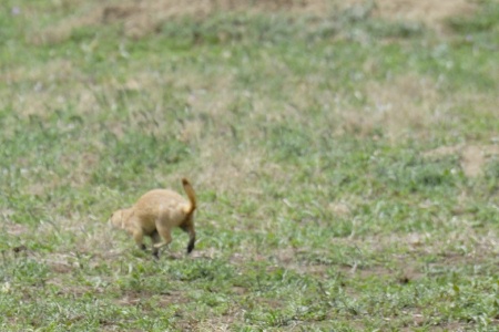 a Black-tailed prairie dog at Theodore Roosevelt National Park