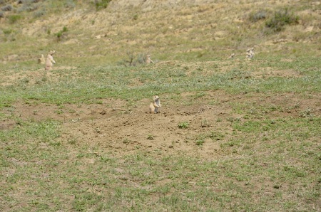 lots of Black-tailed prairie dog at Theodore Roosevelt National Park