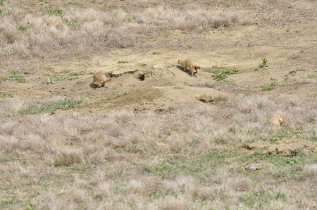 prairie dogs running back to their holes