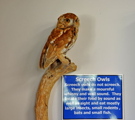 A Screech Owl
