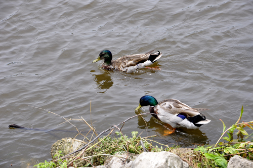Mallard ducks 
