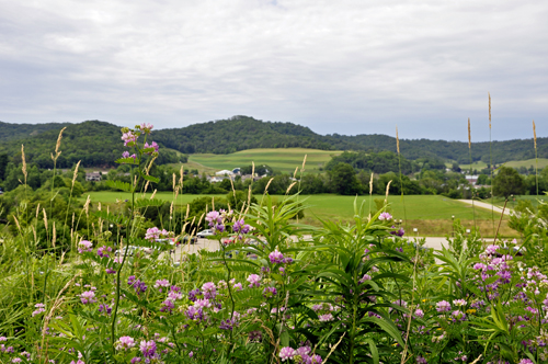 a photo of the surrounding flowers and hills