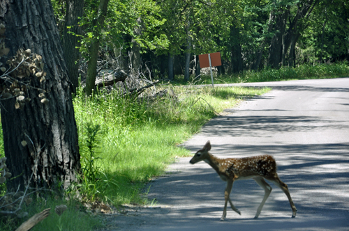 the baby fawn crossing the road