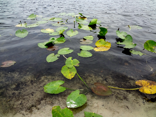 Lilly pads on the lake in Deland, Florida