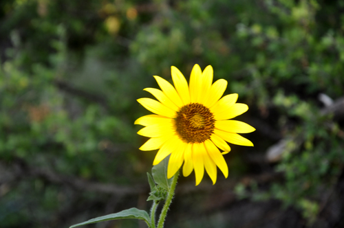 a flower in Palo Duro Canyon in Texas