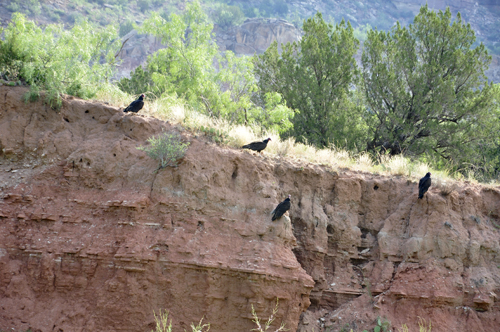 Vultures on the cliff side