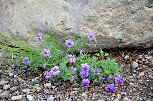 a rock and flowers