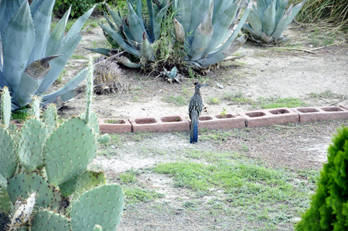 a roadrunner in the campground in Arizona