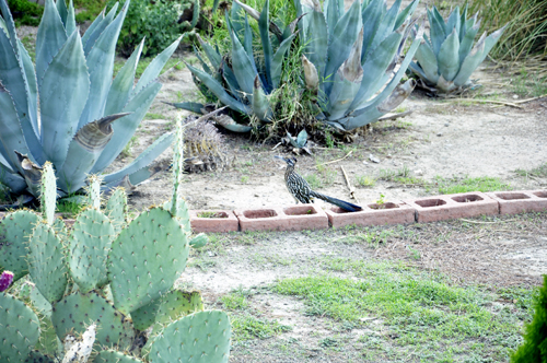 a roadrunner in the campground in Arizona