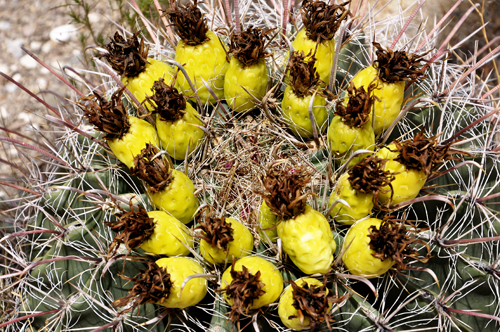 barrel cactus by the Visitor's Center