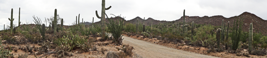 the road leading to Saguaro National Park & lots of cacti