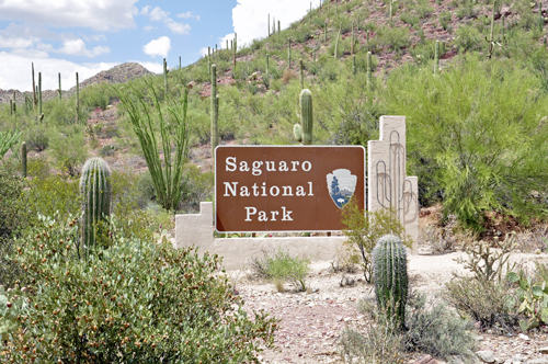 sign: Saguaro National Pakr and cacti