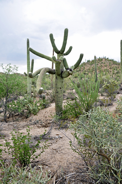 a Saquaro cactus with many arms