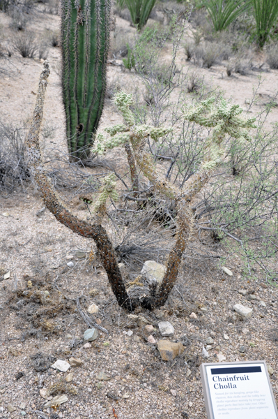 Chainfruit Cholla cactus