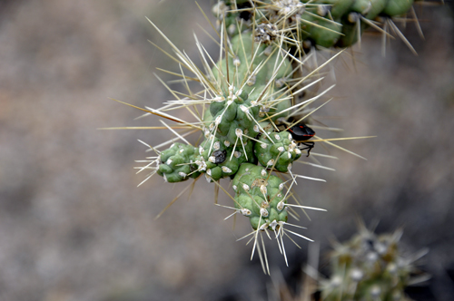close-up of prickly pear cactus with a bug in it.