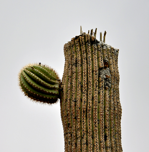 Saguaro Skeleton cactus