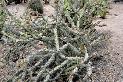 Buckhorn Cholla cactus