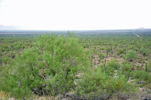 view of teh Sonoran Desert with mountains in the background