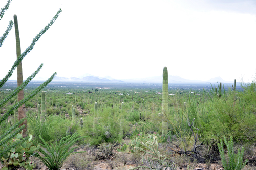 cacti field