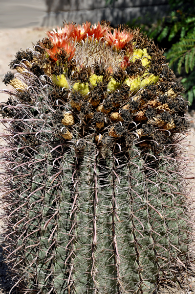 barrel cactus in Marana